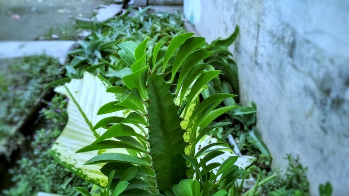 green