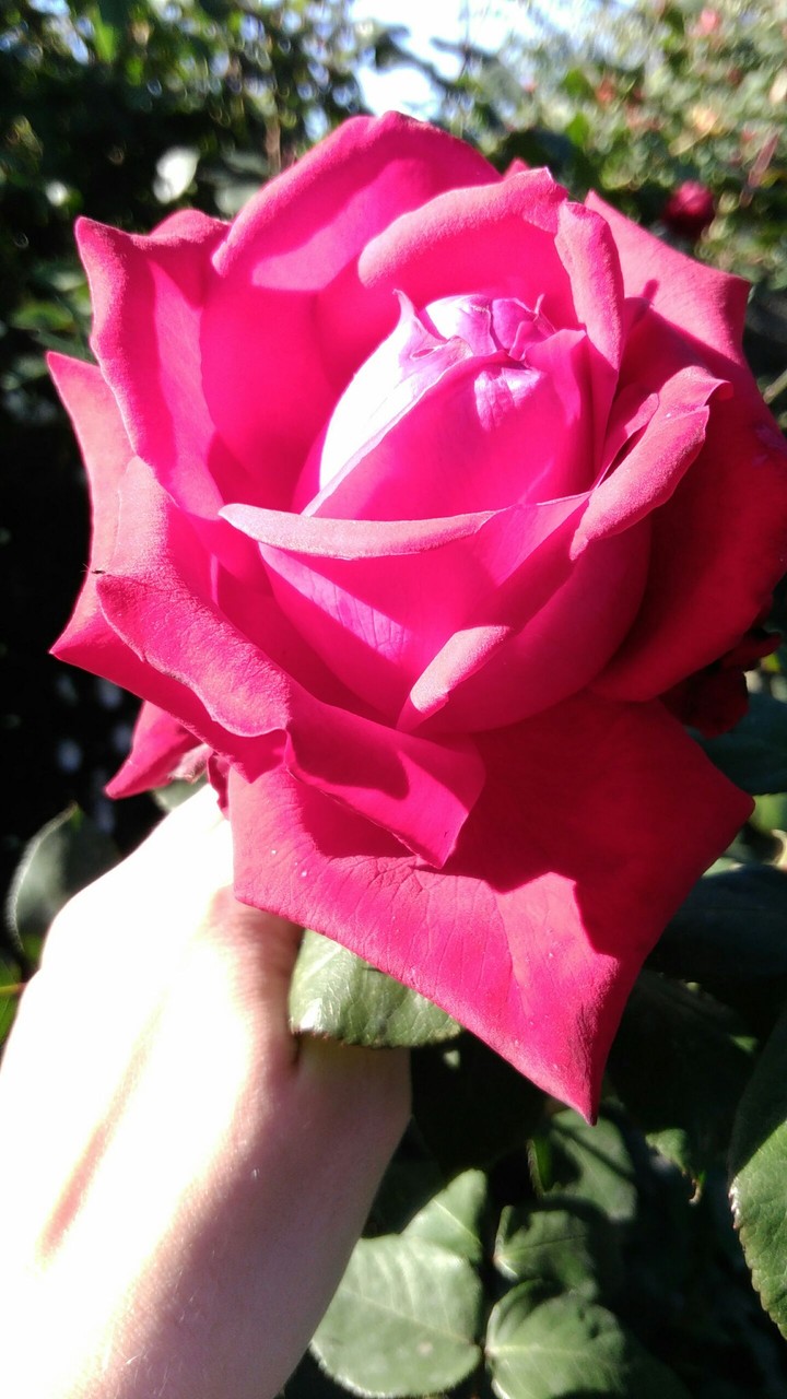 flower