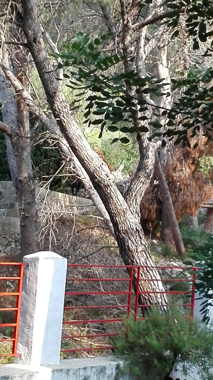 Sciuridae / Ardilla común