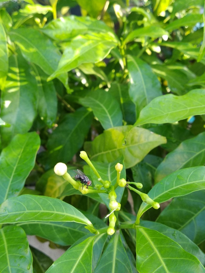fly on leaf