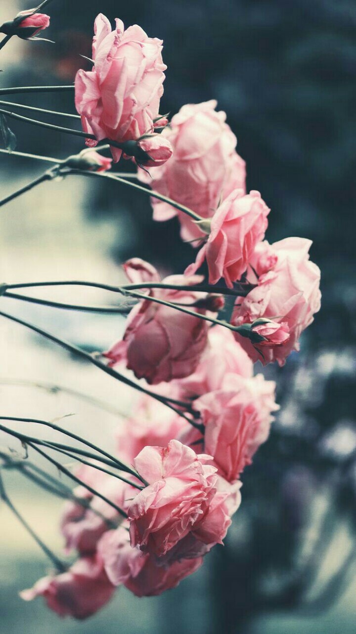 Roses