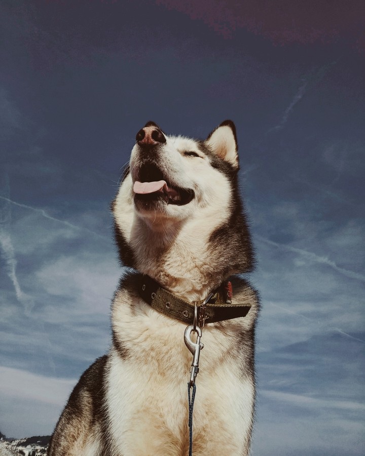 dog