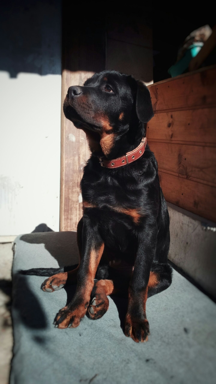 Puppy