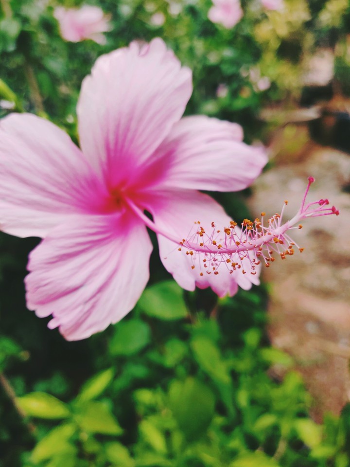 Pink hibiscus