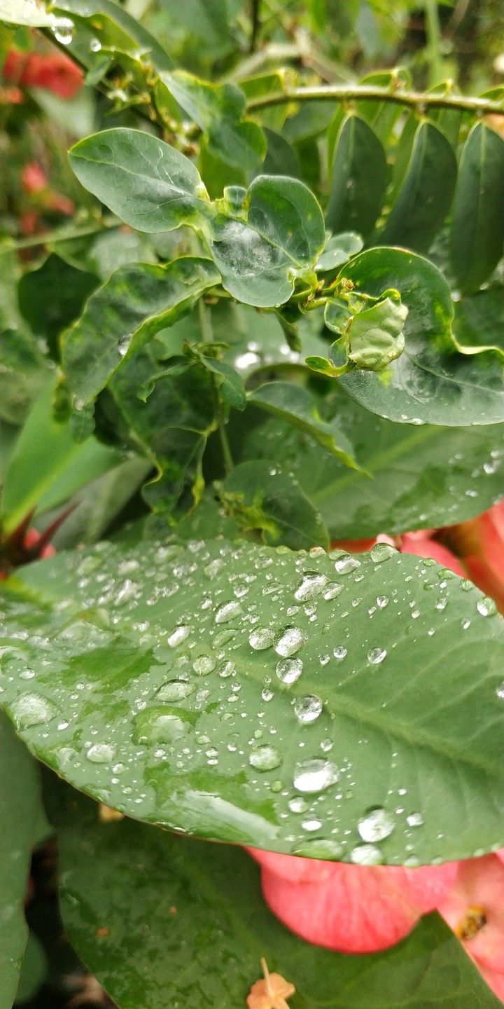 Morning Dew #2