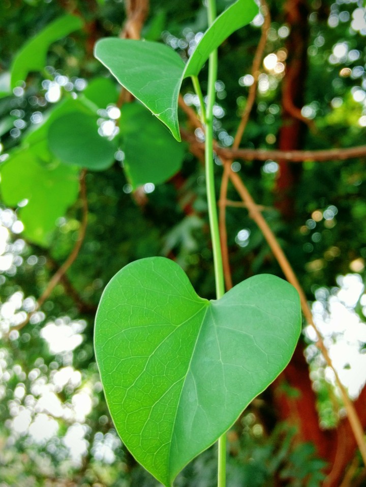love green