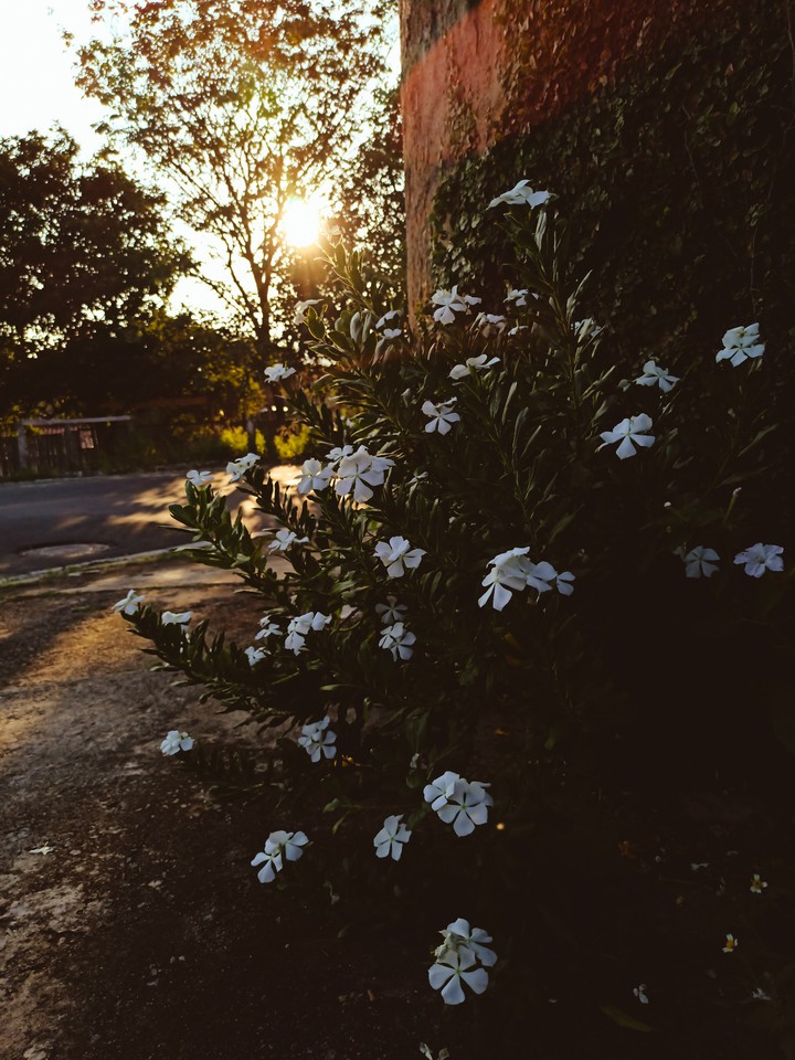 Flores ao amanhecer