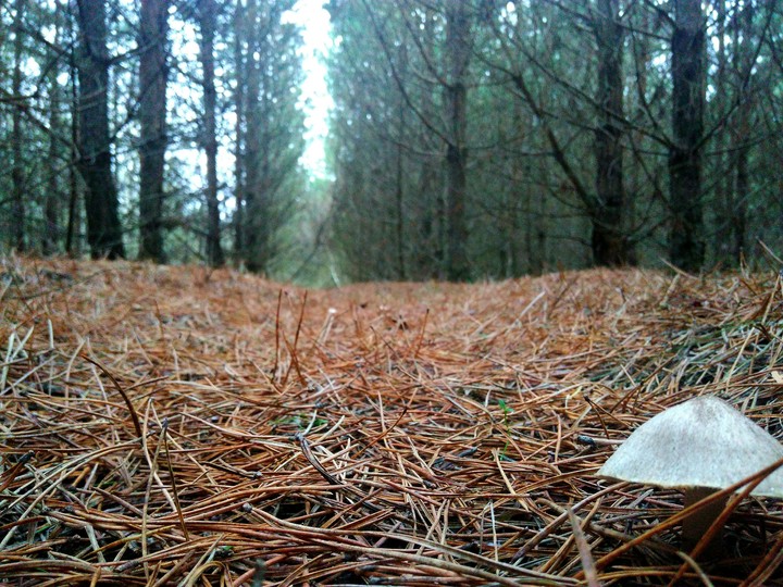 Morning walk in the forest