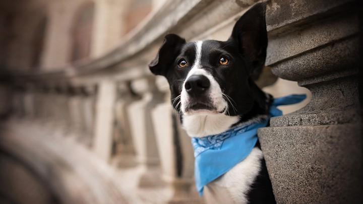 dog