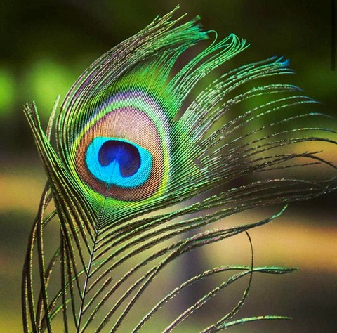 feather ?