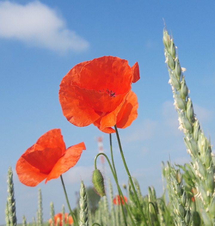 poppies
