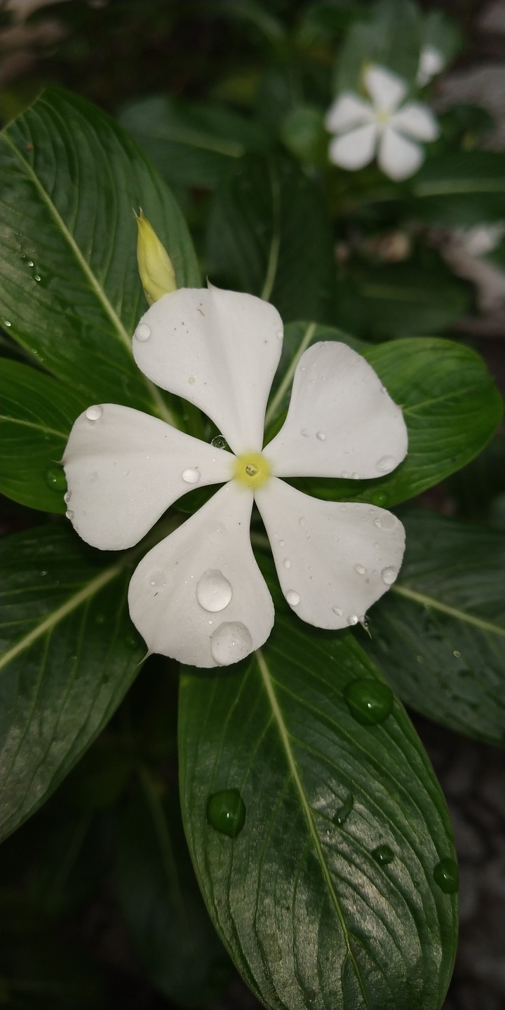 flower?