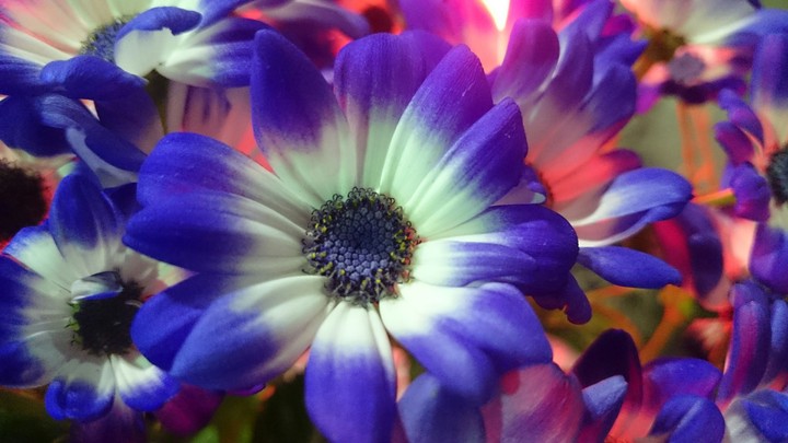 flower