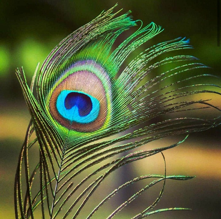 feather ?