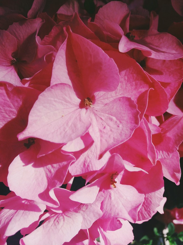 pink flowers