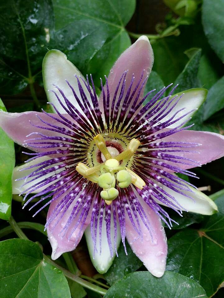 Flor de la pasión