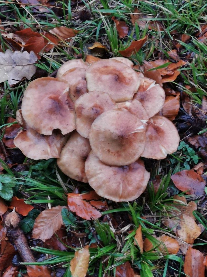 Familie Pilz