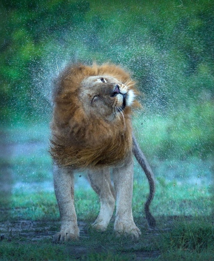 Africa...
