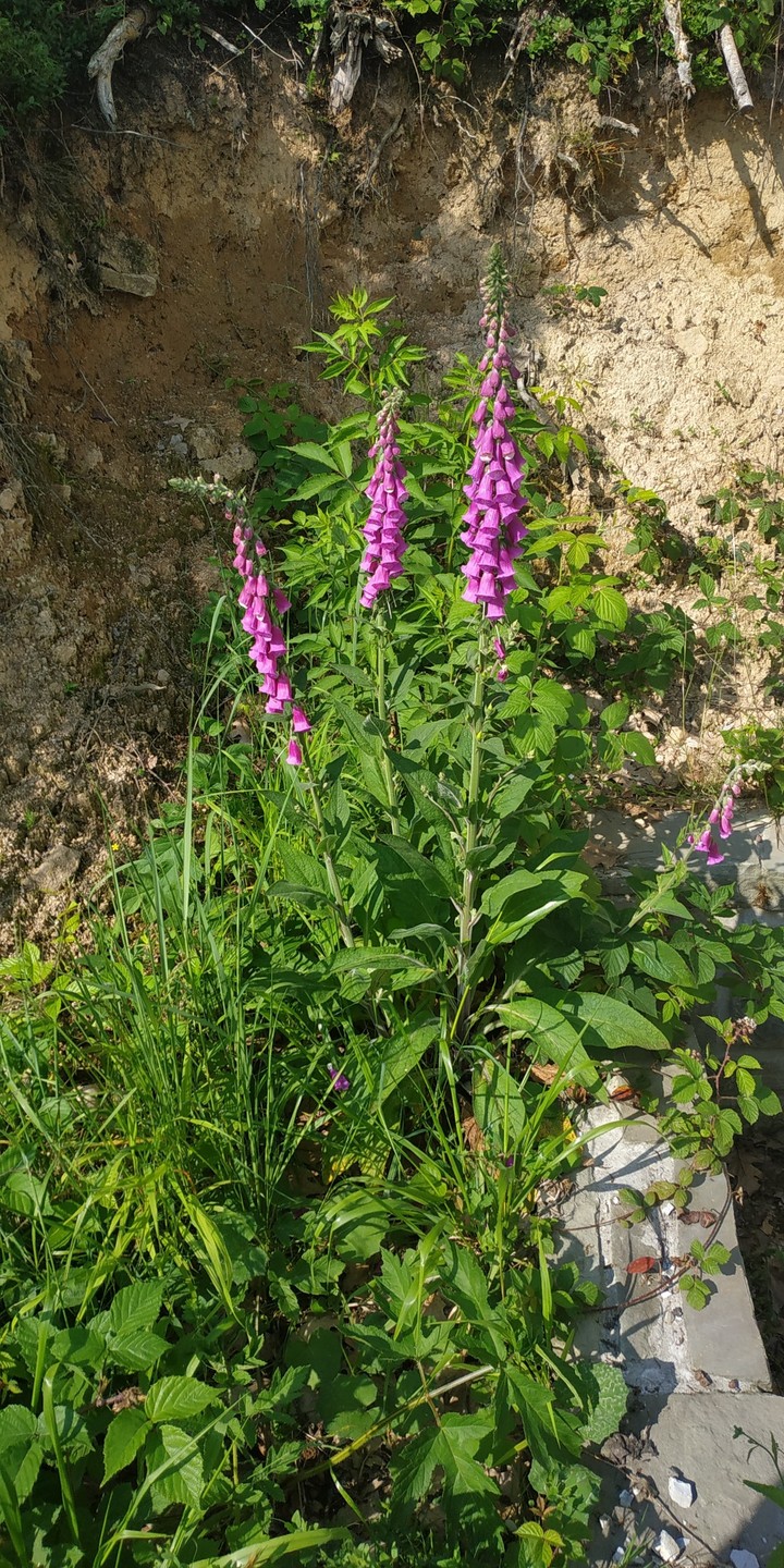 Bells