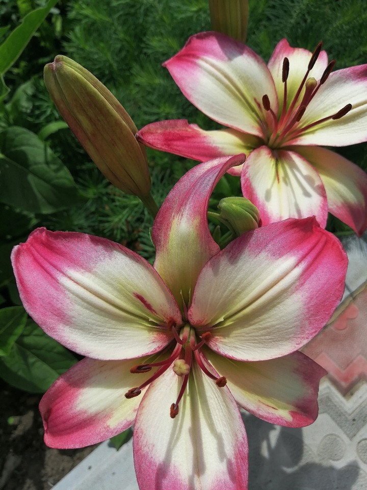 Lily