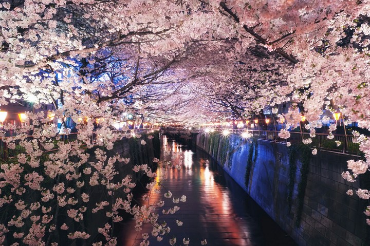 cherry blossoms