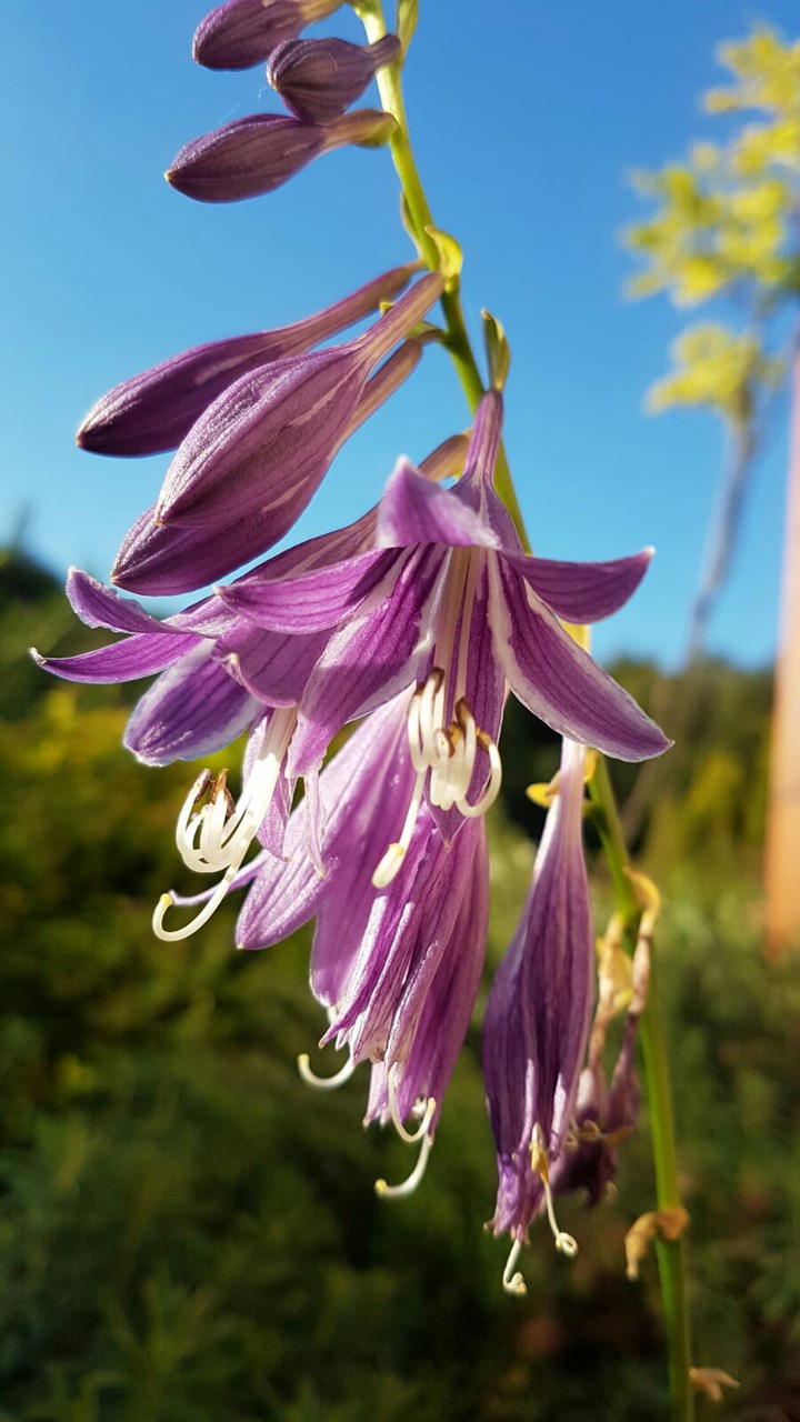 purple flower