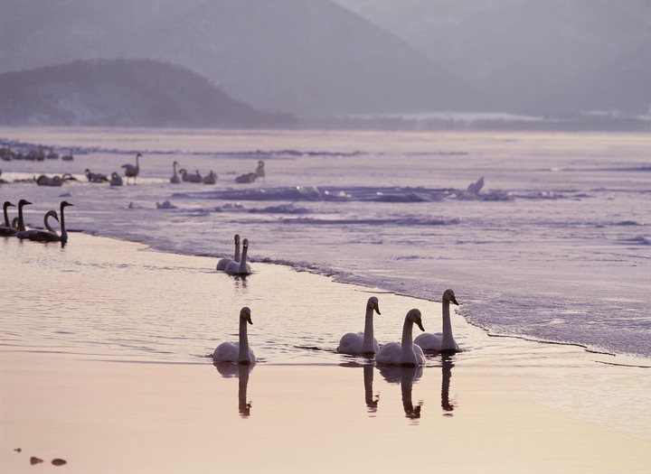 Birds