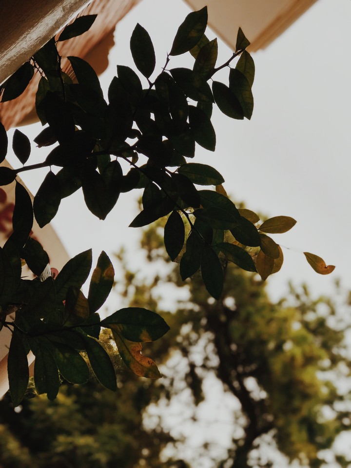 nature