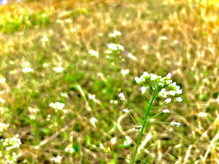 flower