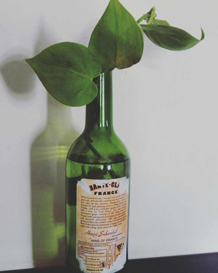 money plant