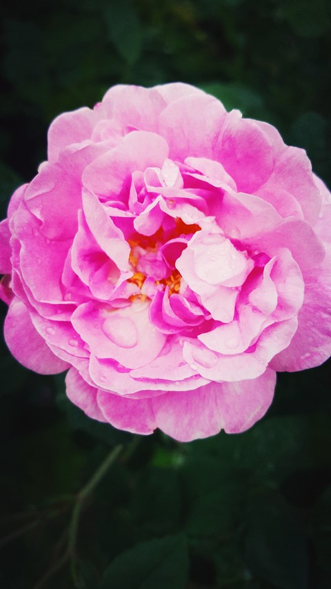 pink flover