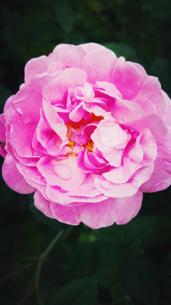 pink flover