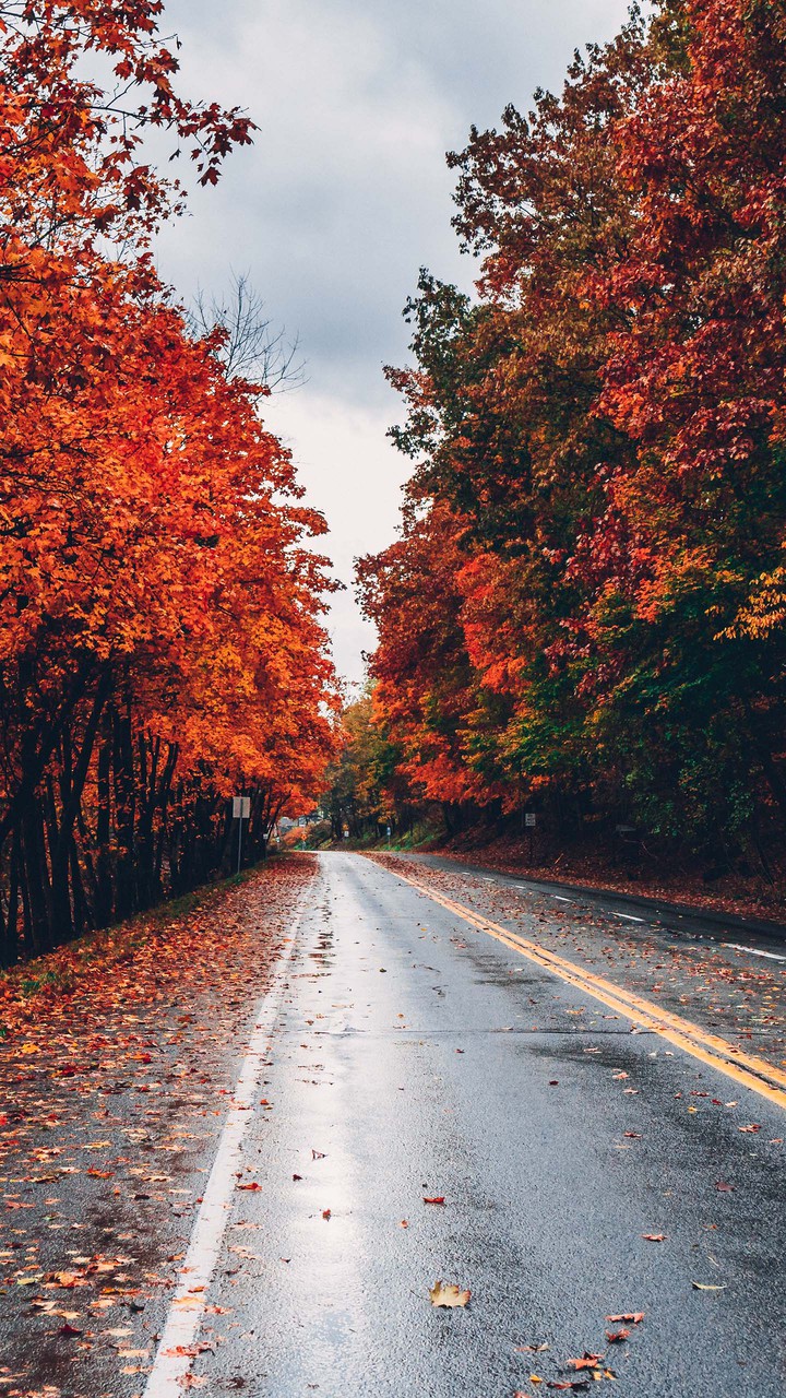 road nature
