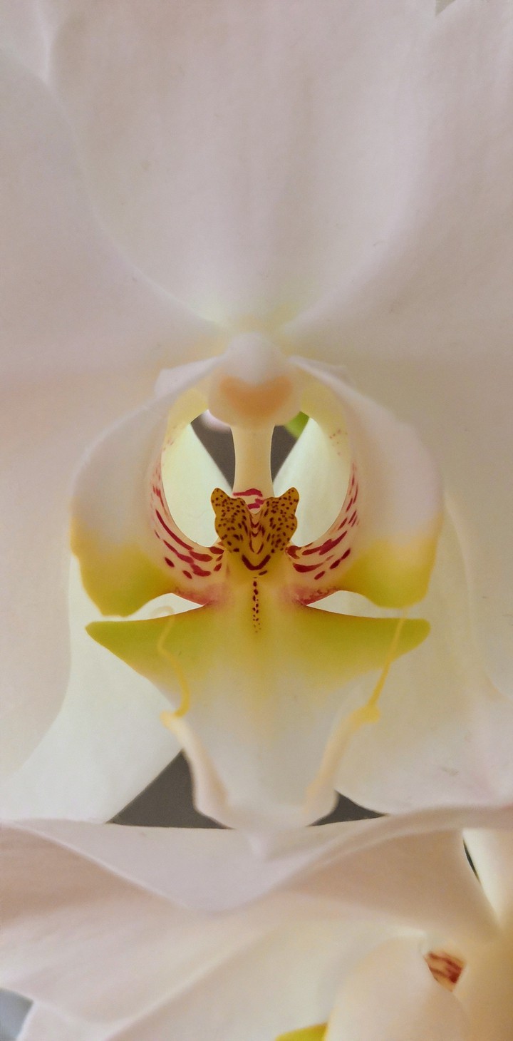 Orchid