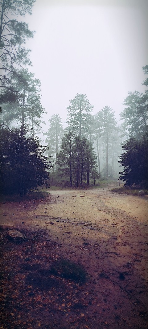 beautiful, forest桌布