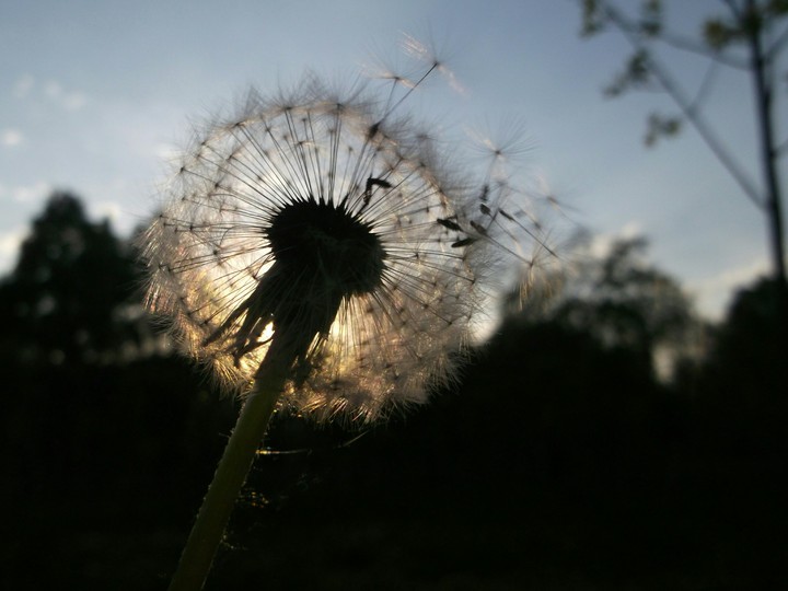 Dandelion