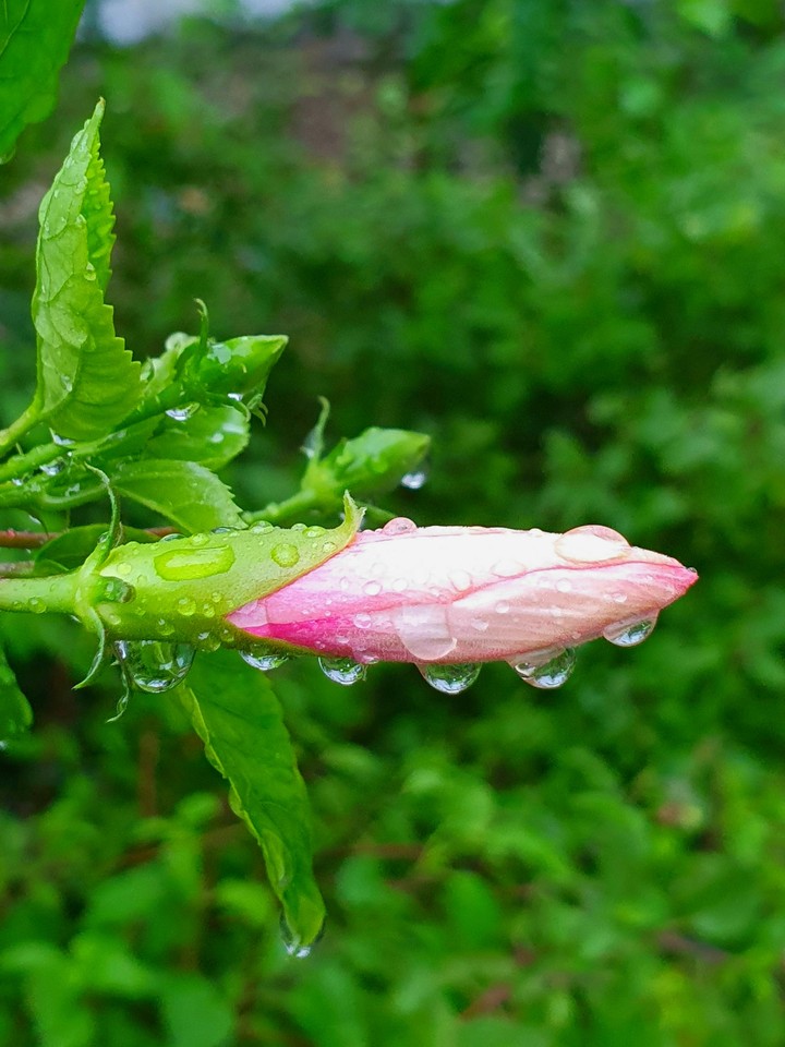 Bud