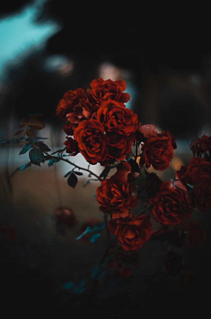 rose