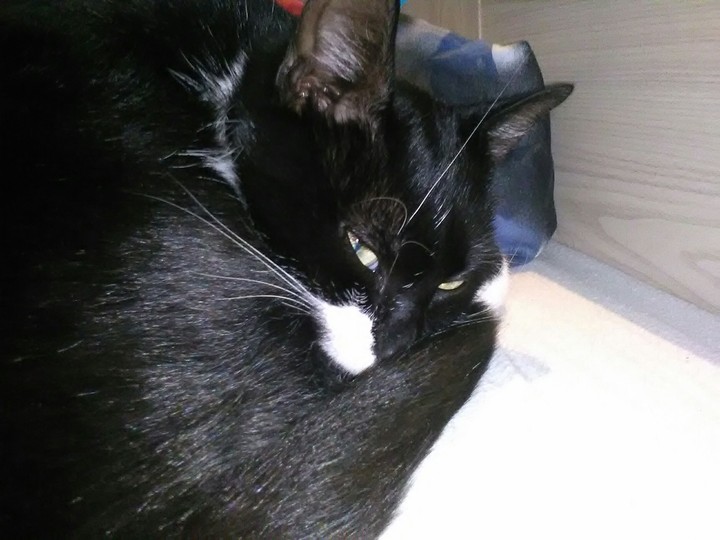 chat    cat