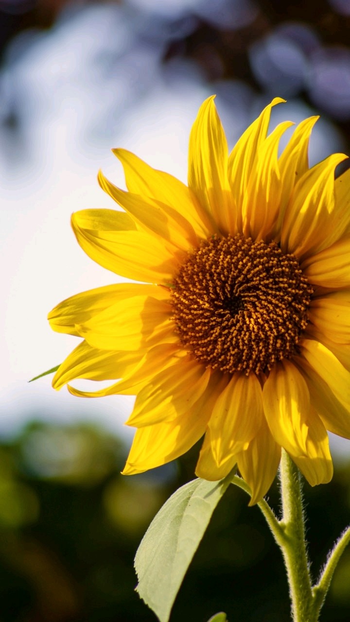 sun flower