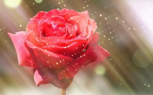 Magic of the Rose