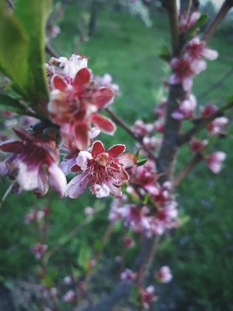spring