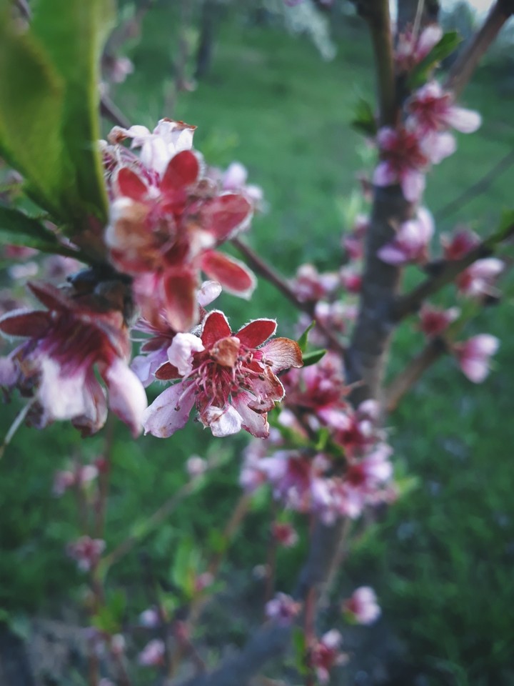 spring