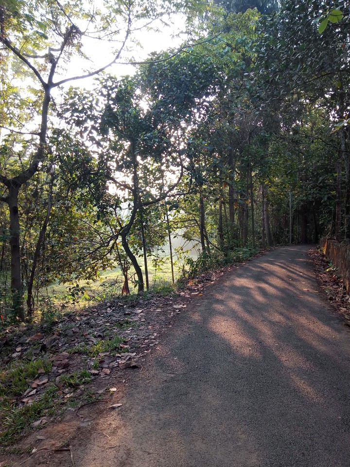 Morning View, Kerala