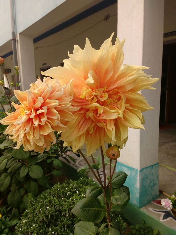 sun flowers