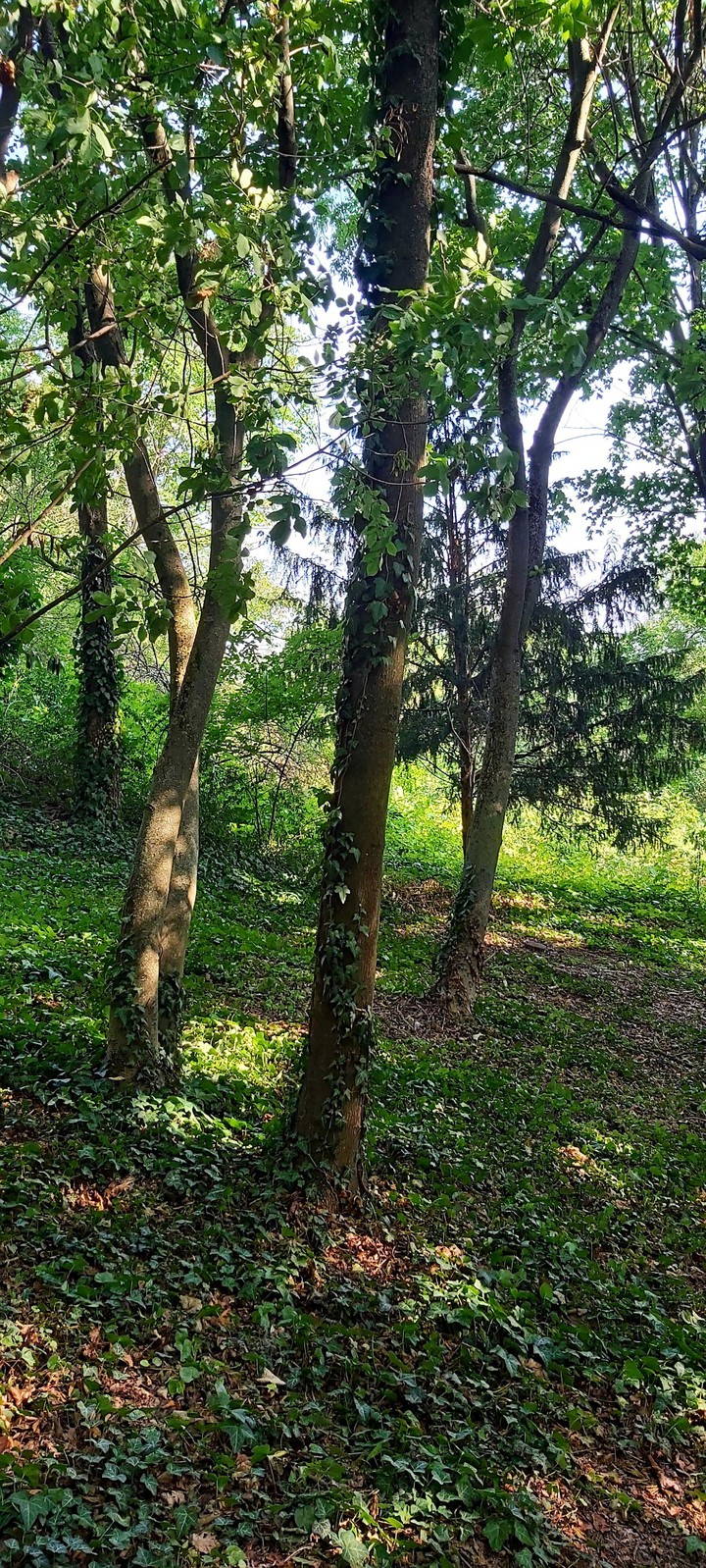 Balatonboglár