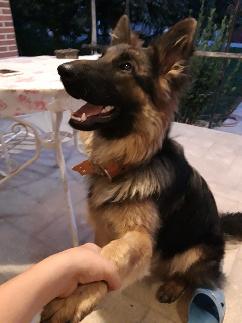 my beautiful dog