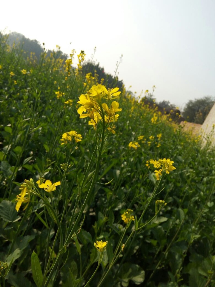 nature