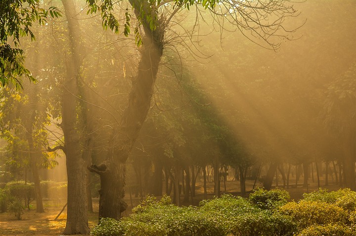 Sun Rays.
