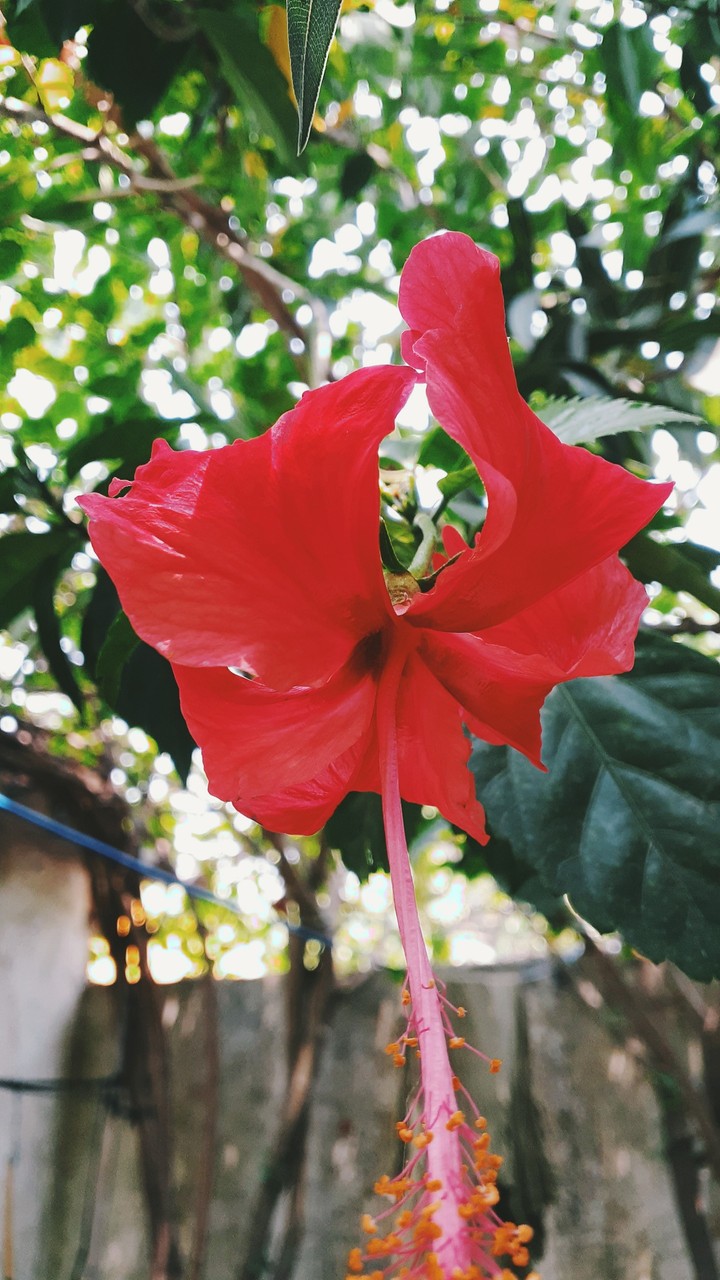 flower